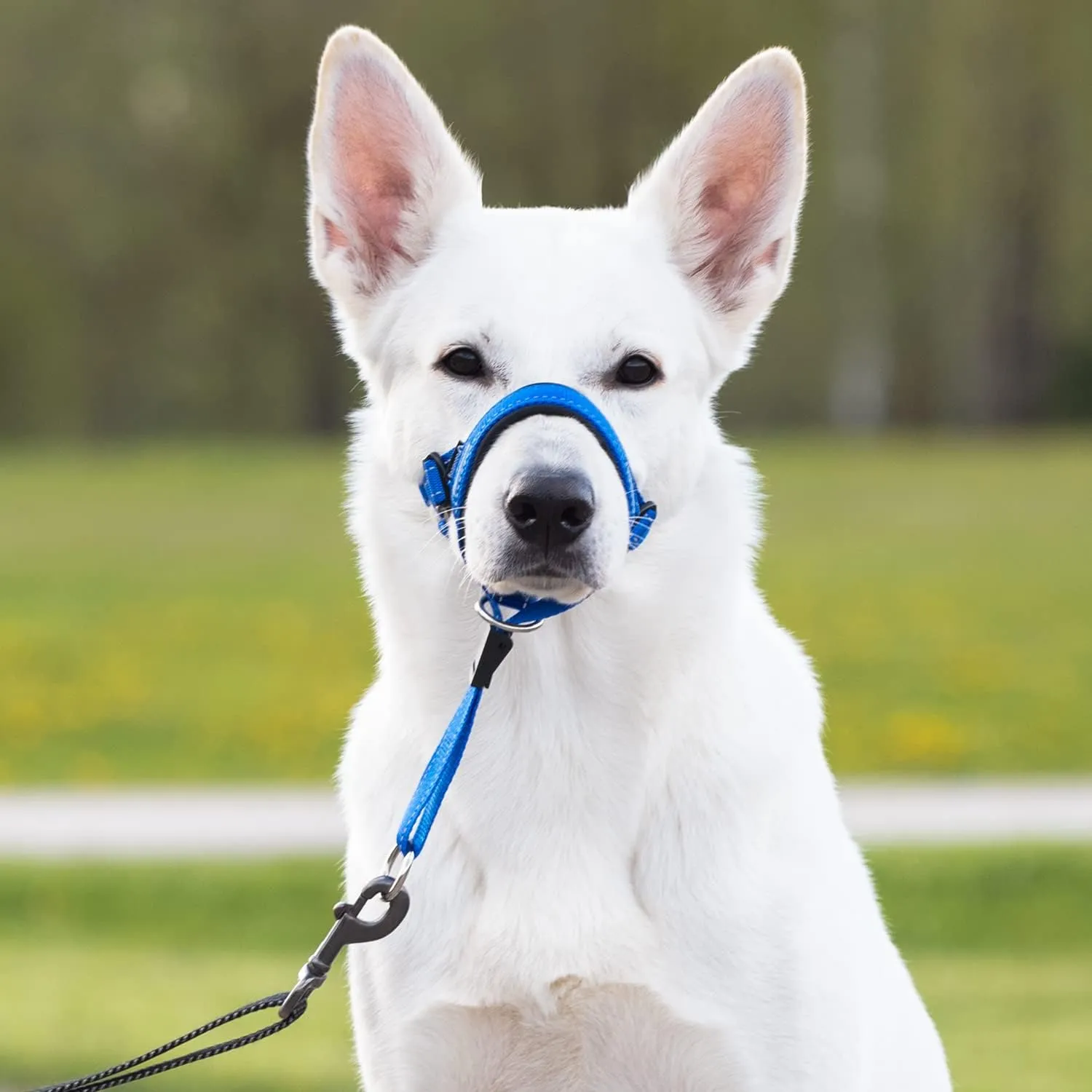 GoodBoy Dog Head Halter with Safety Strap - Stops Heavy Pulling On The Leash - Padded Headcollar for Small Medium and Large Dog Sizes - Head Collar Training Guide Included (Size 2, Blue Nylon)