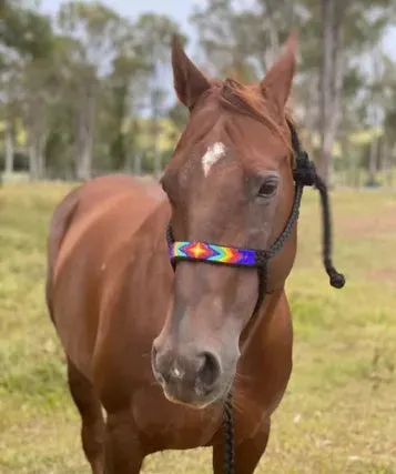 Mule Tape Halter, 10' Lead Rope, Beaded Nose Band