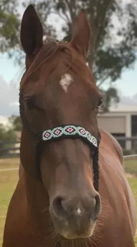 Mule Tape Halter, 10' Lead Rope, Beaded Nose Band