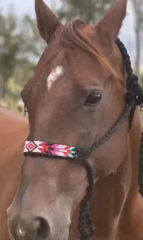 Mule Tape Halter, 10' Lead Rope, Beaded Nose Band